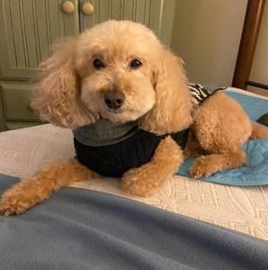 Meet your Posher, Carla